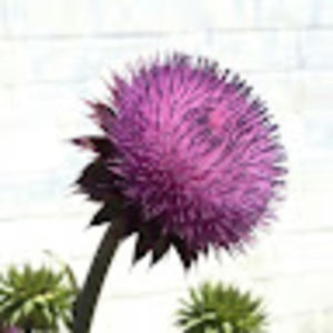 Meet your Posher, Art